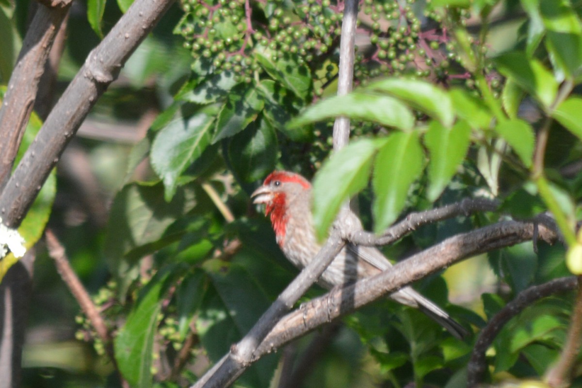 House Finch - ML60132141