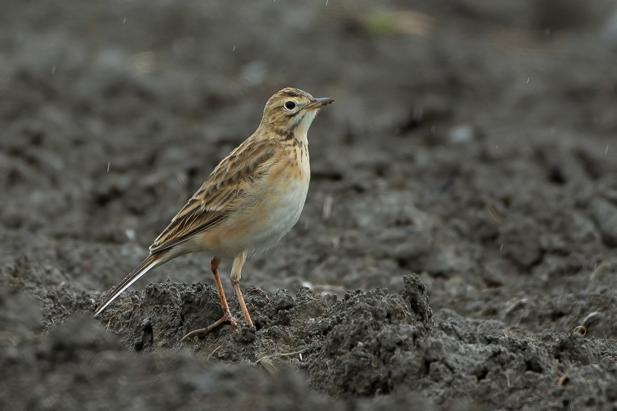 Richard's Pipit - ML601321421