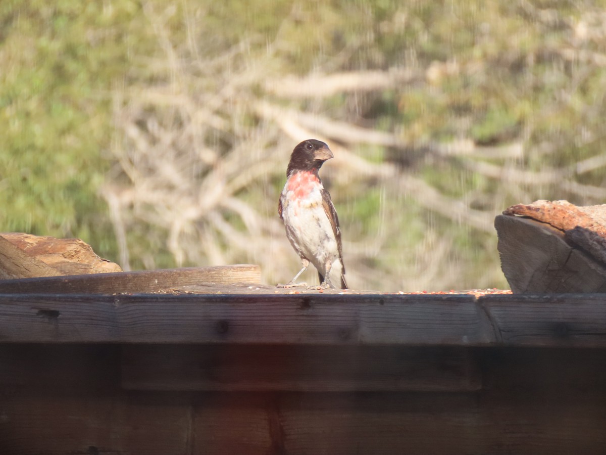 Rose-breasted x Black-headed Grosbeak (hybrid) - ML601321521