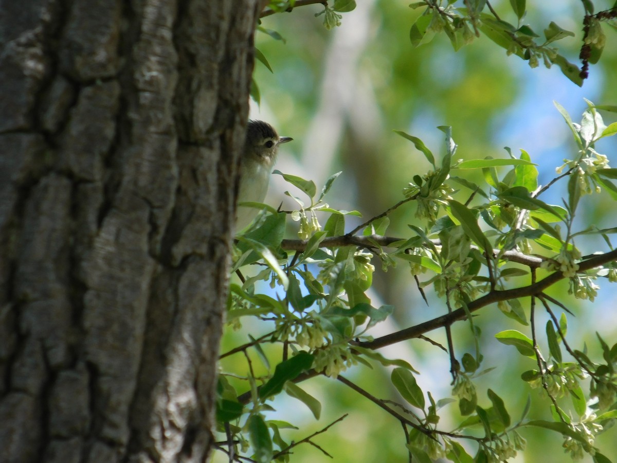 Warbling Vireo - ML60132161