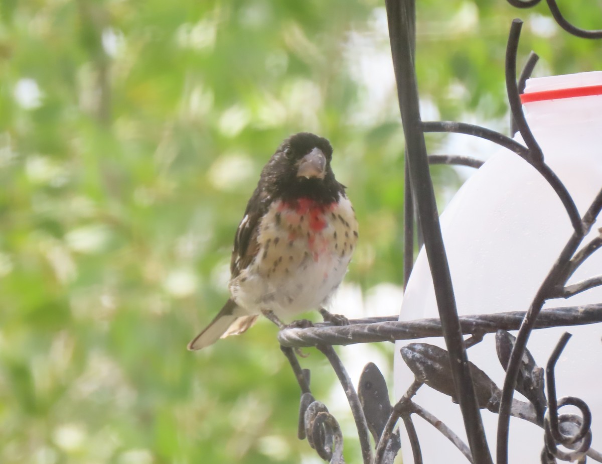 Hybride Cardinal à poitrine rose x C. à tête noire - ML601321631