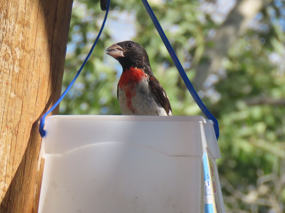 Hybride Cardinal à poitrine rose x C. à tête noire - ML601321731