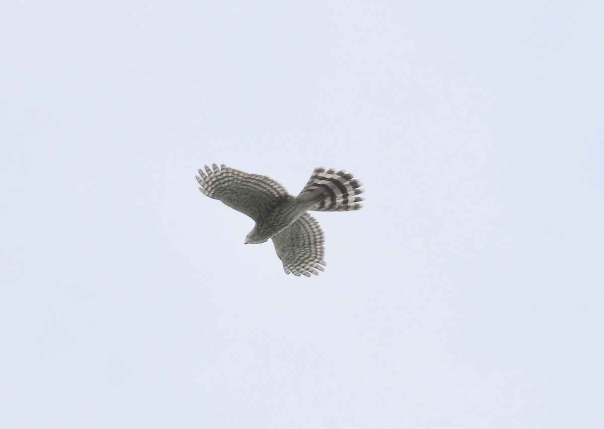 Sharp-shinned Hawk - ML601322791