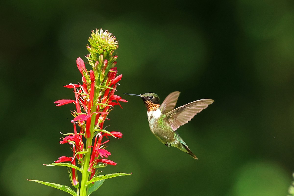 Ruby-throated Hummingbird - Ming P.