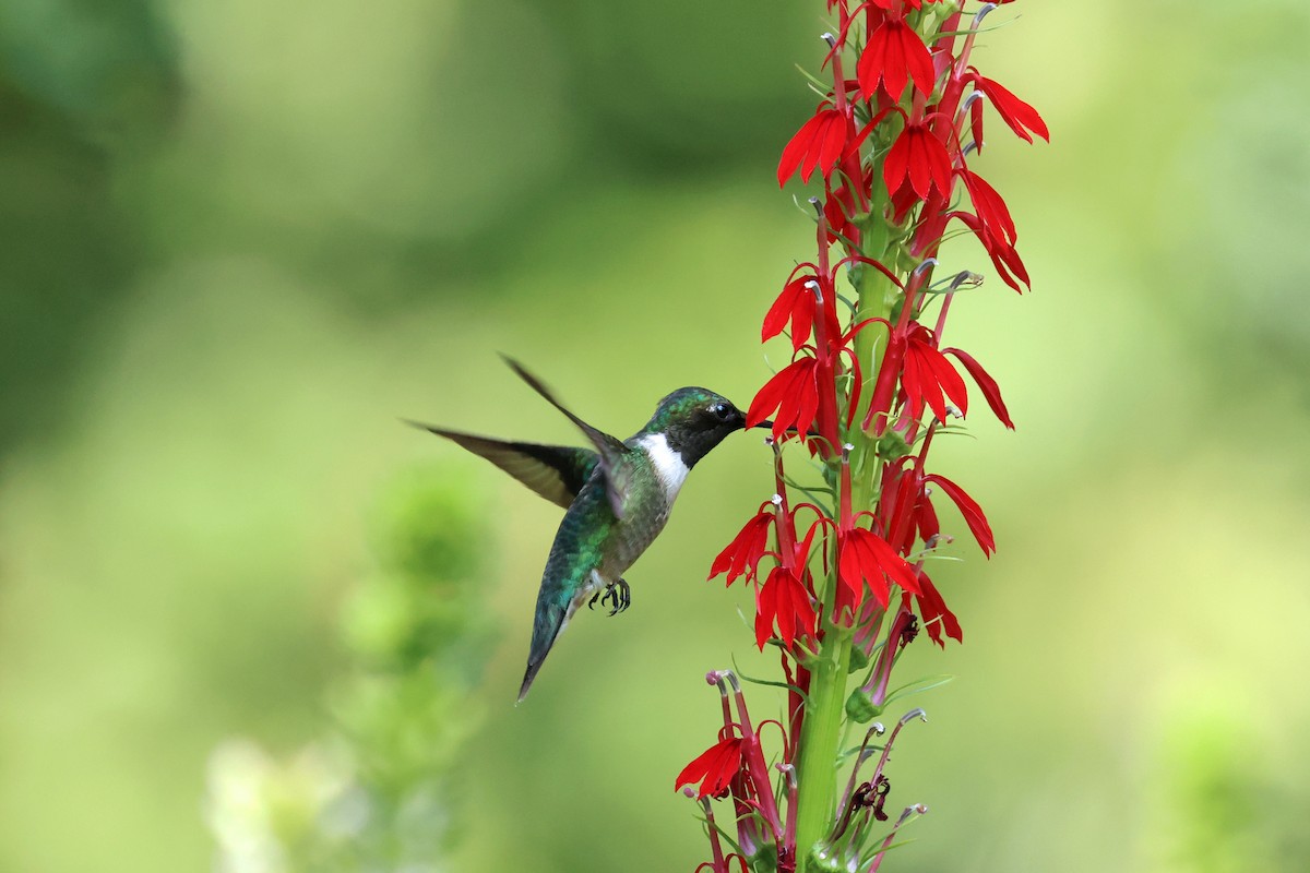 Ruby-throated Hummingbird - ML601322941