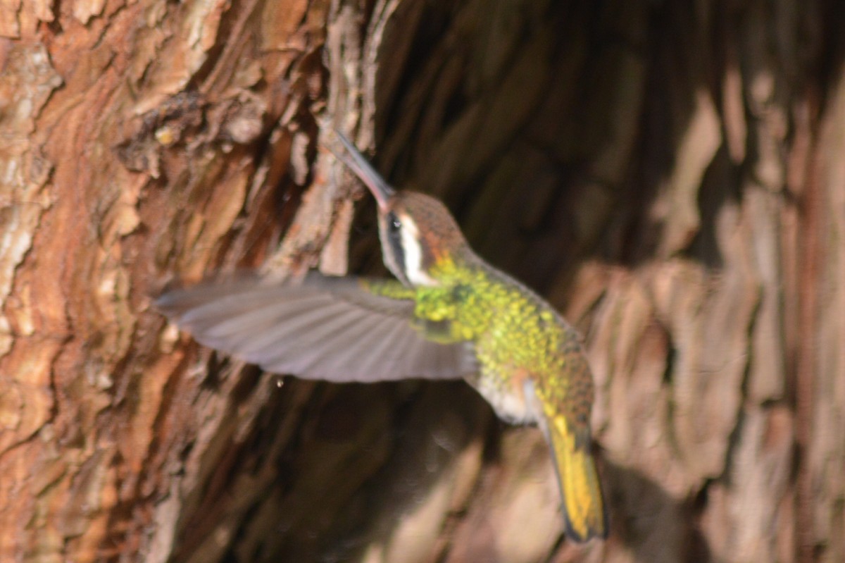 Colibrí Orejiblanco - ML60132331