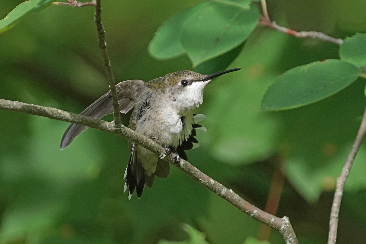 Ruby-throated Hummingbird - Nancy Elliot