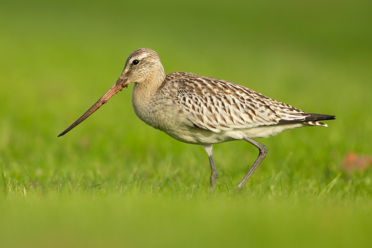 Bar-tailed Godwit (European) - ML601324101
