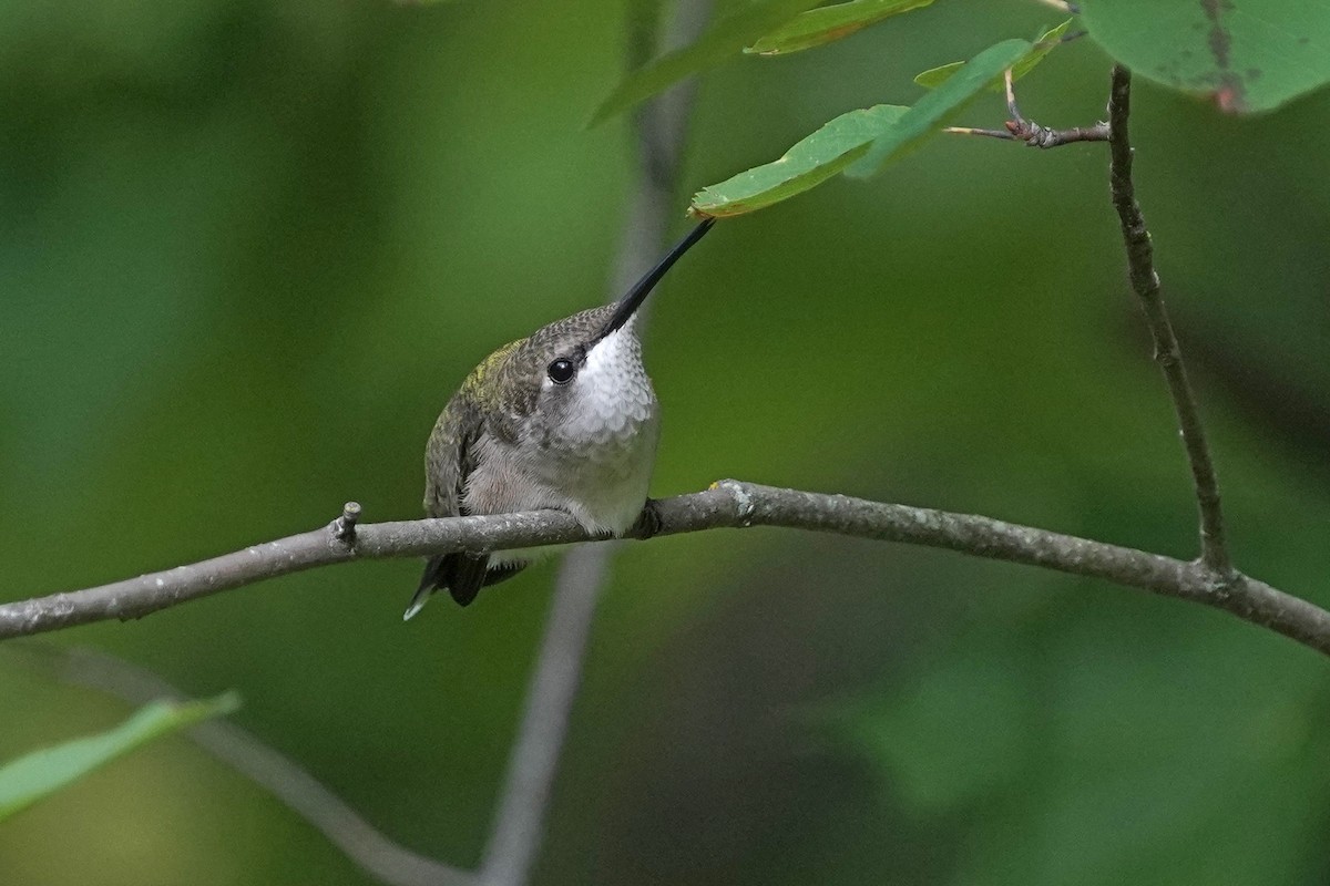 Ruby-throated Hummingbird - Nancy Elliot