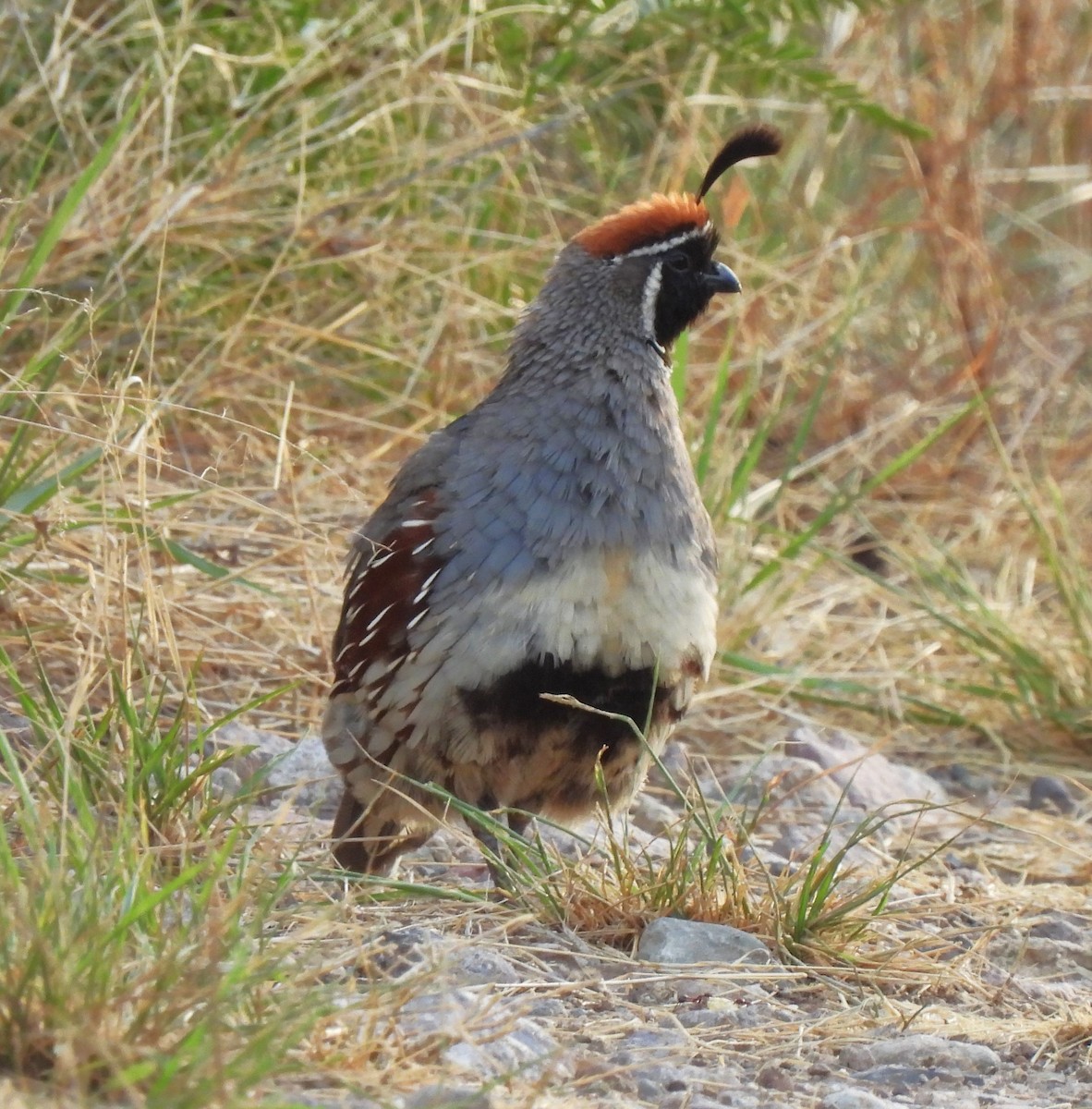 Gambel's Quail - ML601324831