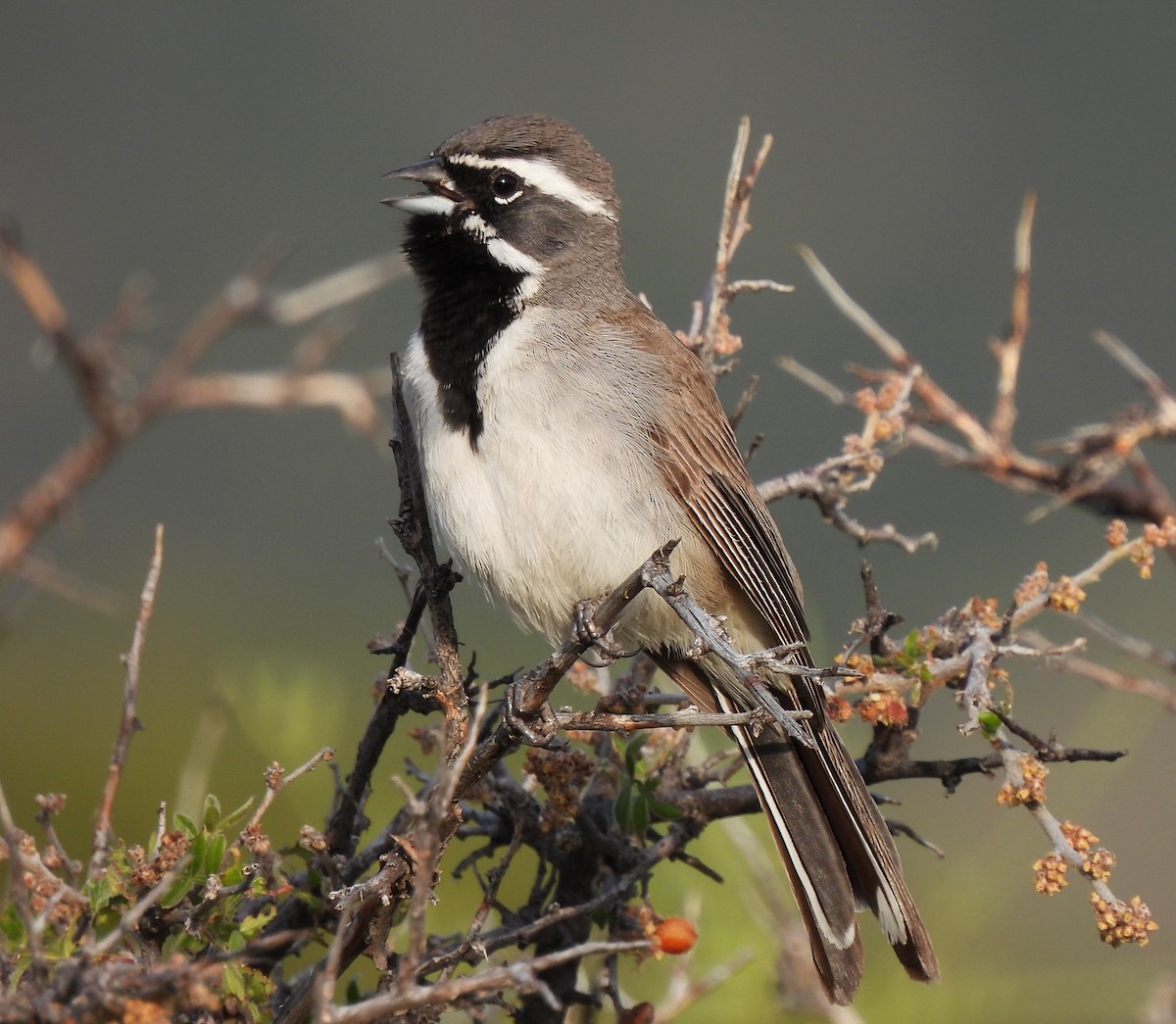 Black-throated Sparrow - ML601325671
