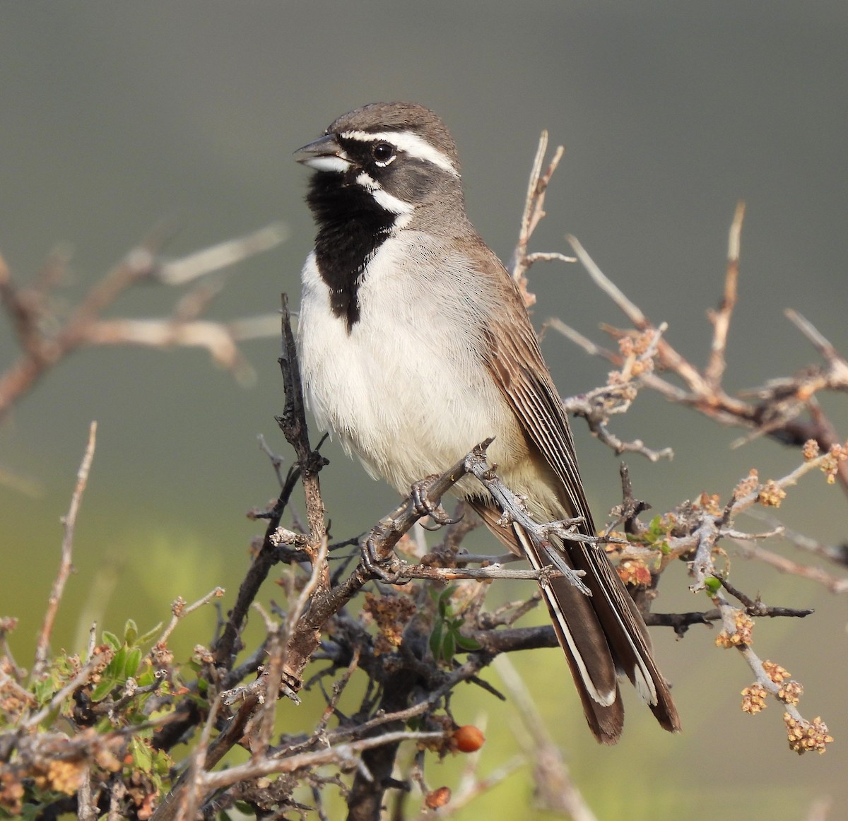 Black-throated Sparrow - ML601325681
