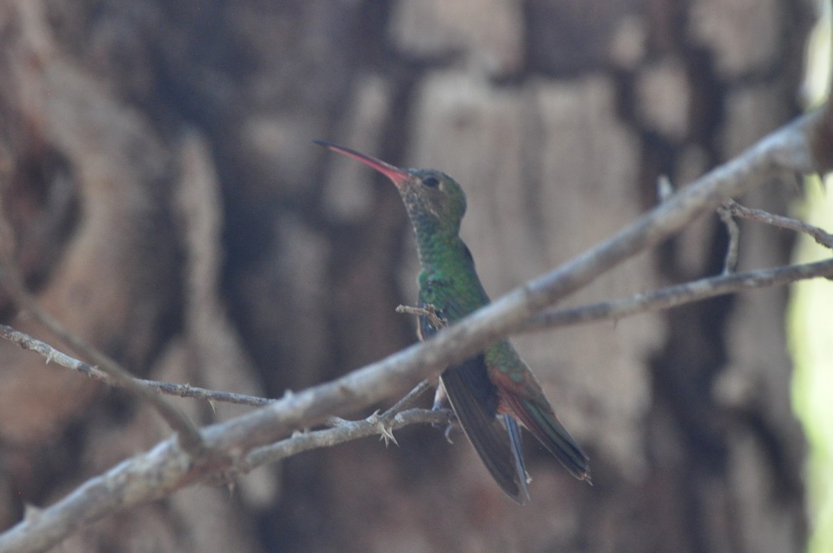Buff-bellied Hummingbird - ML601326101