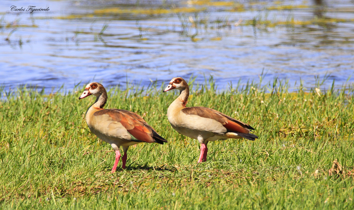 Egyptian Goose - ML601326341