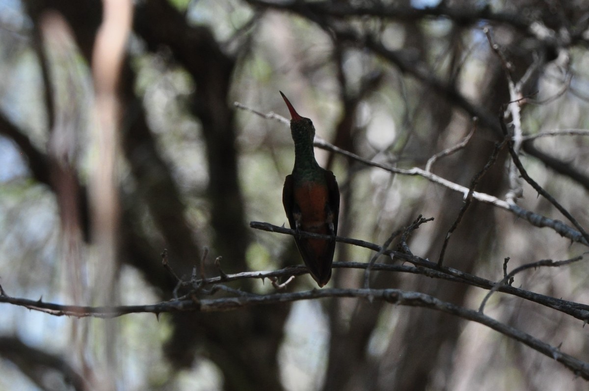 Buff-bellied Hummingbird - ML601326711