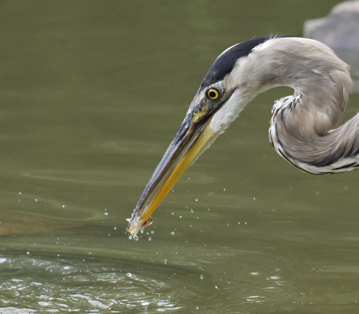 Great Blue Heron - ML601326801