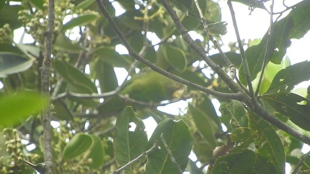 Spot-winged Parrotlet - ML601326831