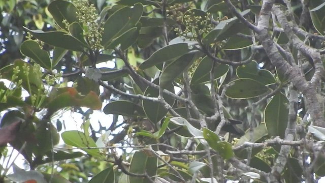 papoušík hnědokřídlý - ML601326841