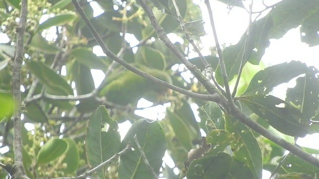 Spot-winged Parrotlet - ML601326851
