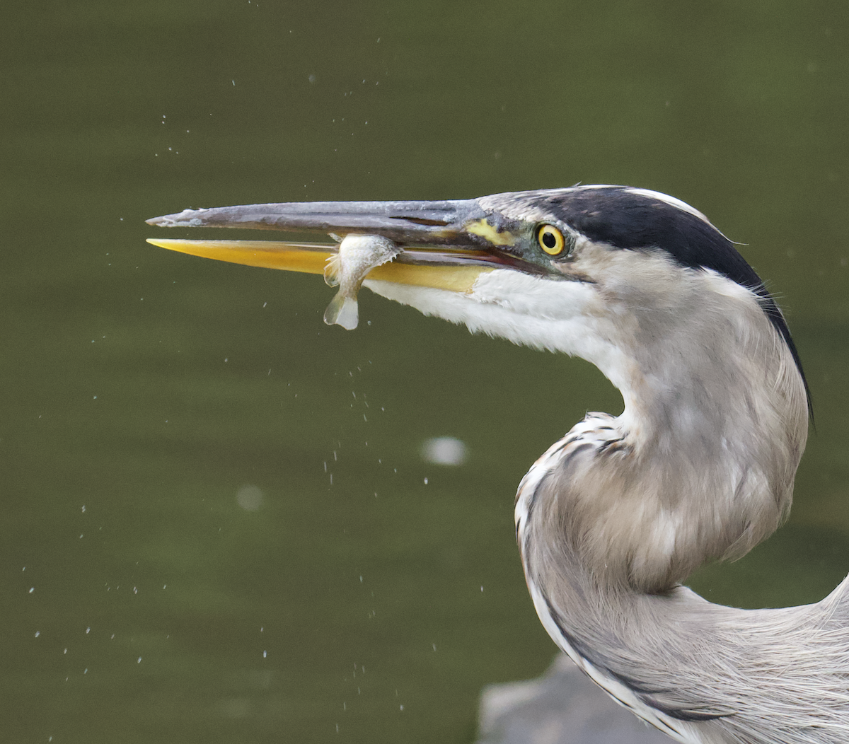Great Blue Heron - ML601326861