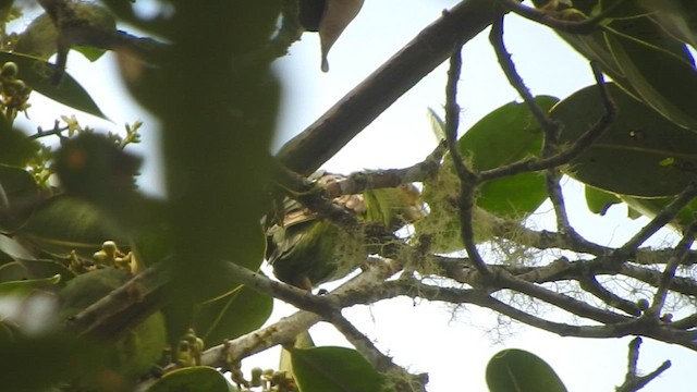 papoušík hnědokřídlý - ML601326881
