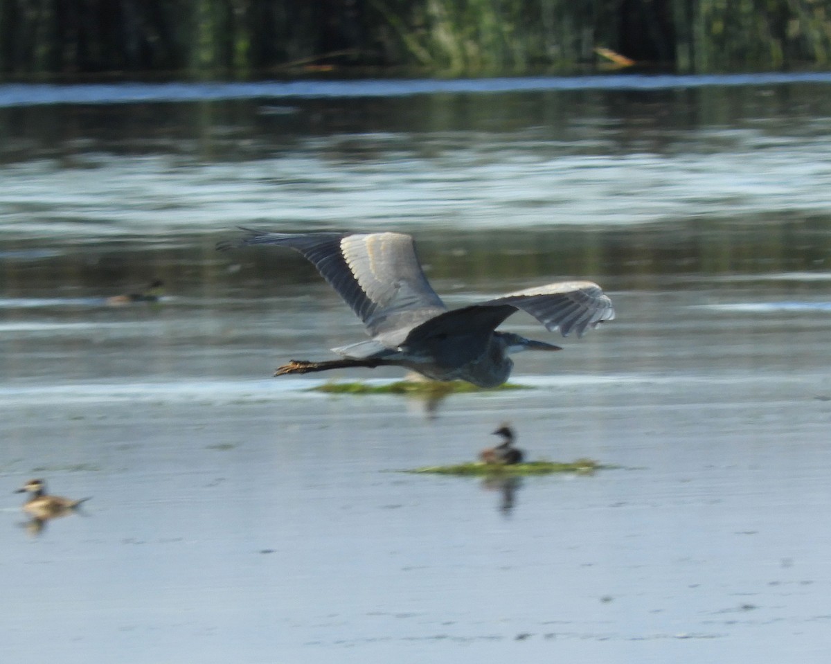 Great Blue Heron - ML601326981