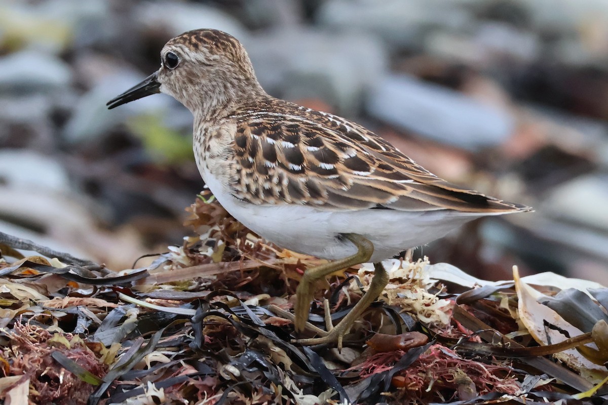 Least Sandpiper - ML601327651