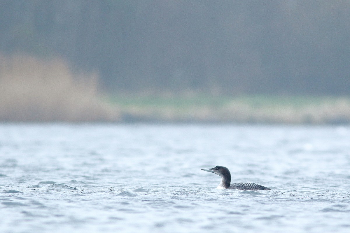 Common Loon - ML601327941