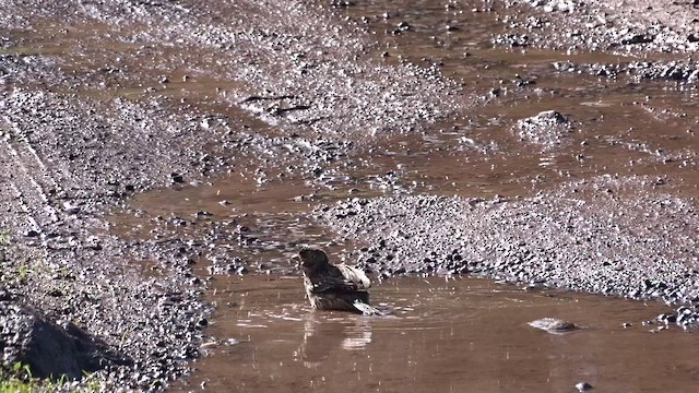 Mourning Sierra Finch - ML601328151