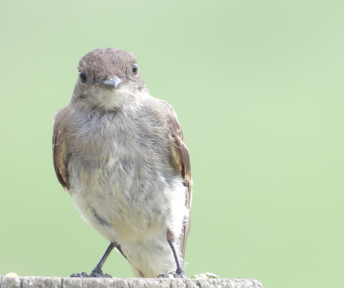 Eastern Phoebe - ML601328911