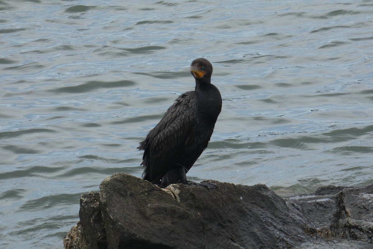 Double-crested Cormorant - ML601328961