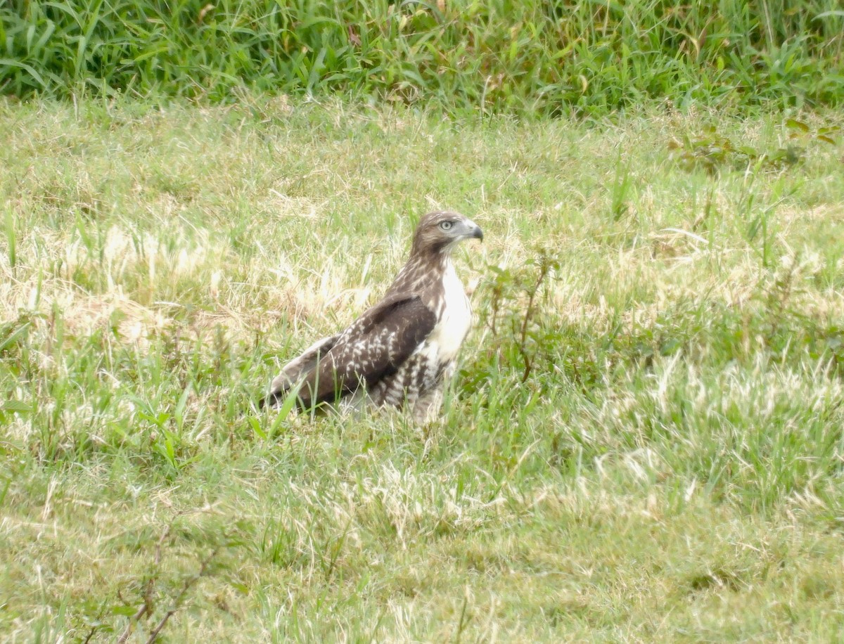 Red-tailed Hawk - ML601329101