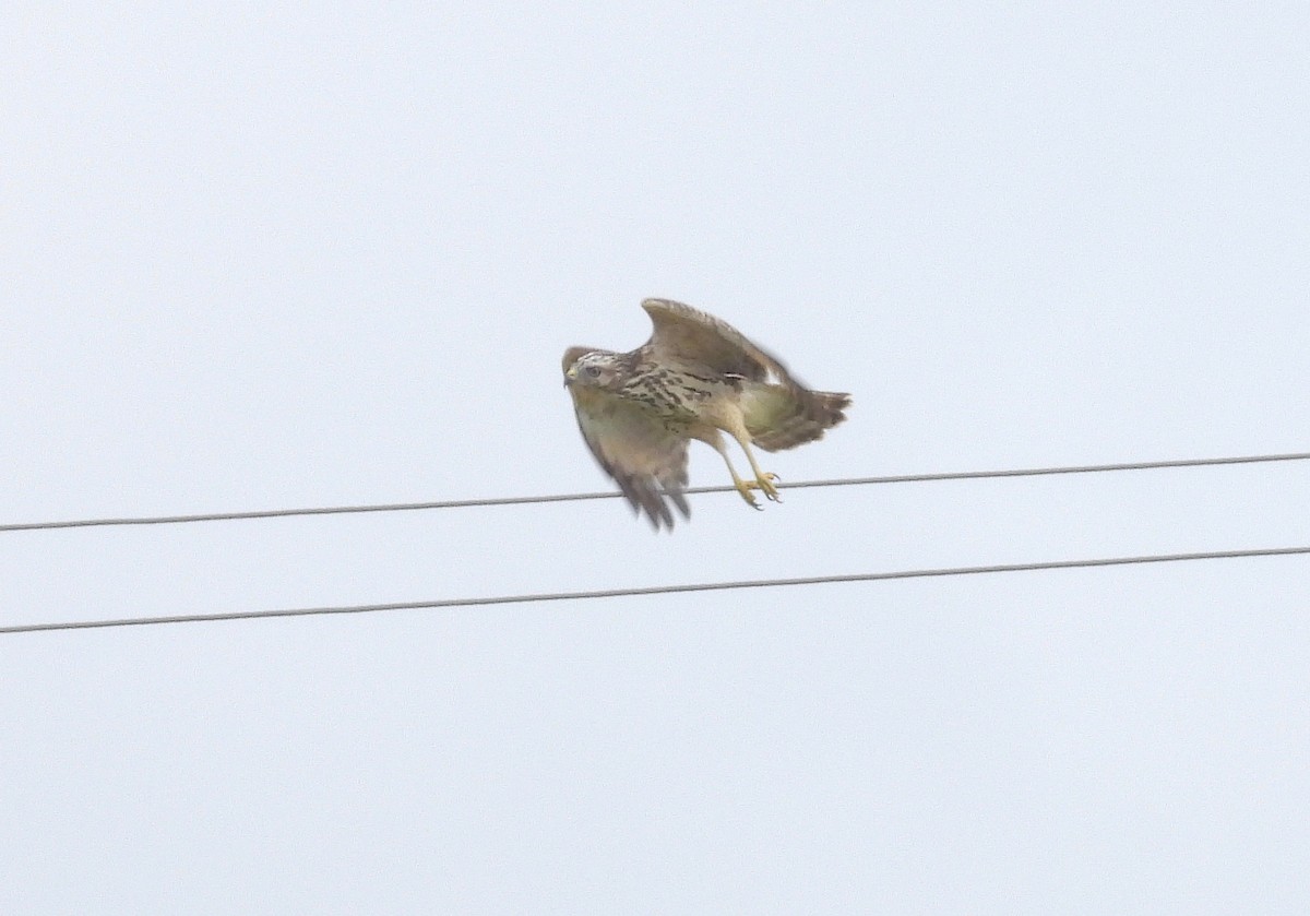 Red-tailed Hawk - ML601329221