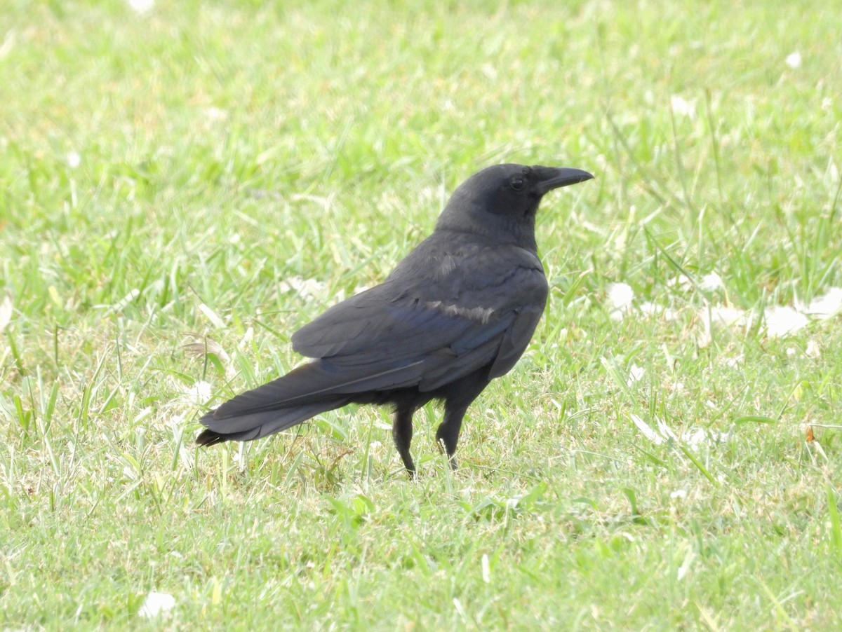 Fish Crow - ML601329511