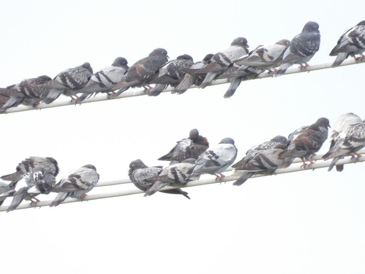 Rock Pigeon (Feral Pigeon) - ML601329581