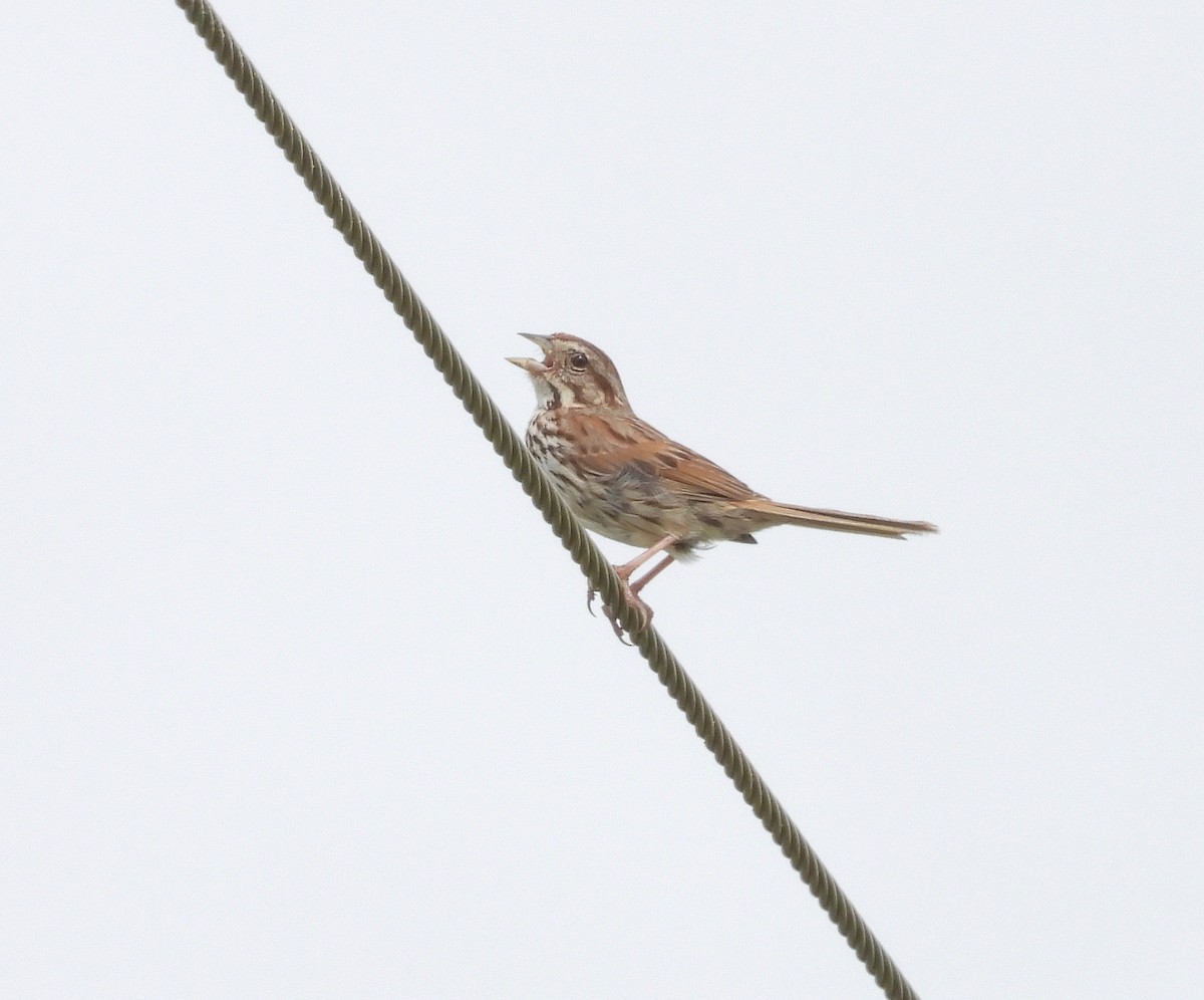 Song Sparrow - ML601329971