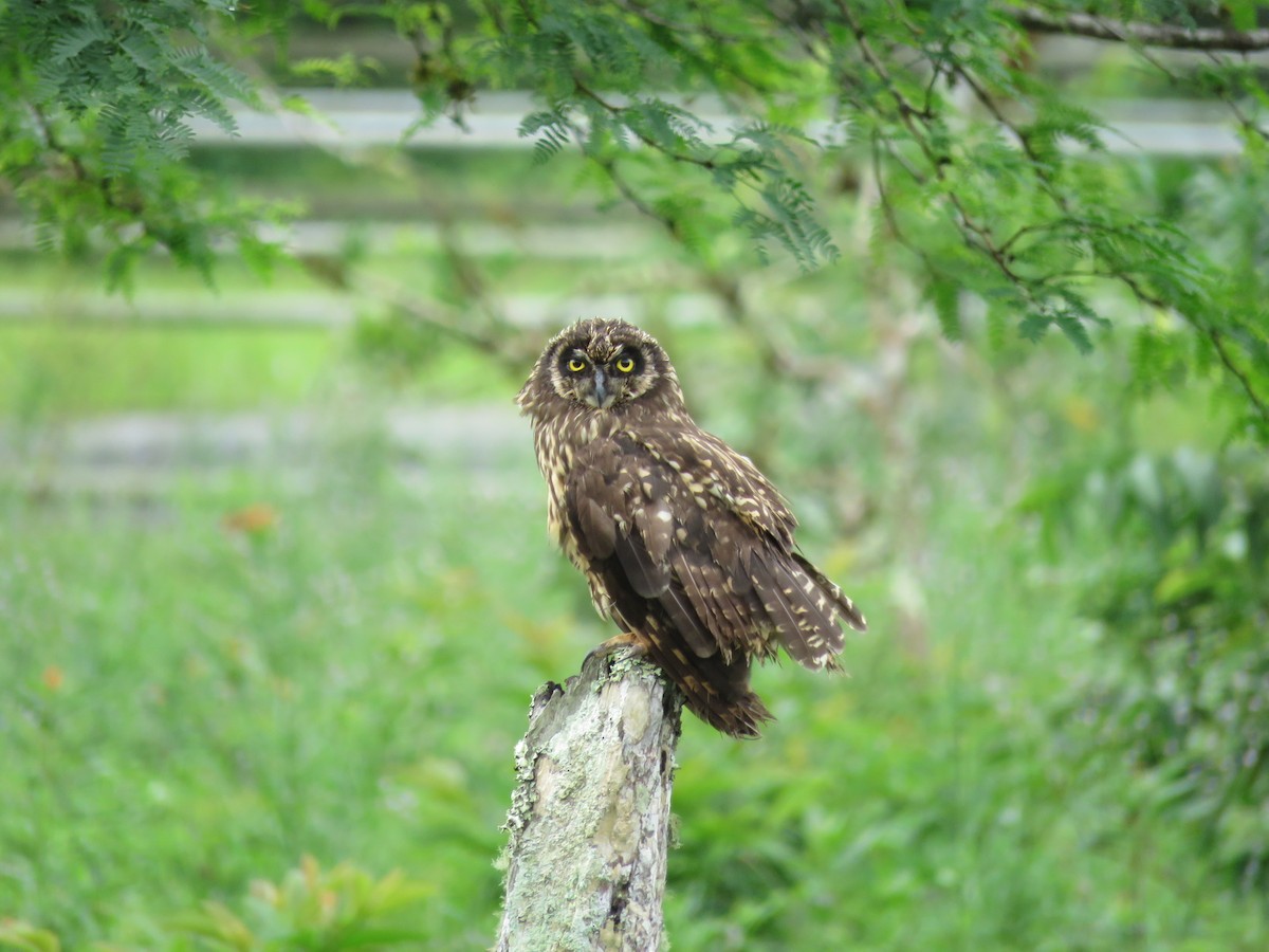 Short-eared Owl (Galapagos) - Craig Caldwell