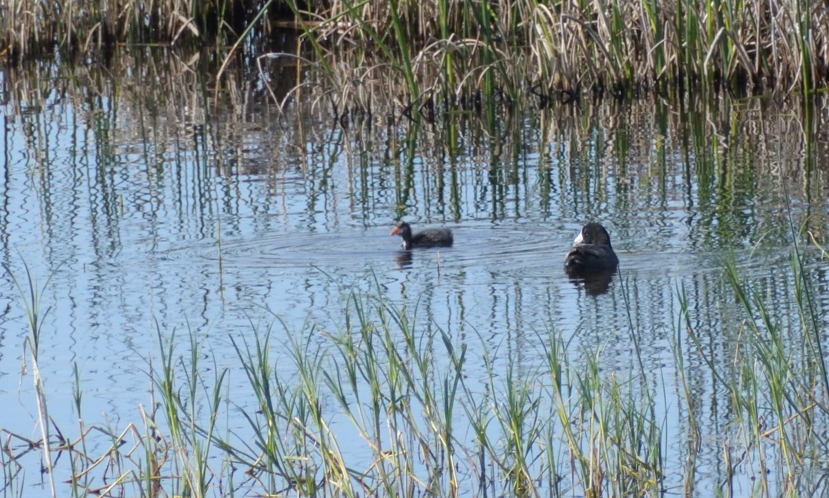 American Coot - ML601330571