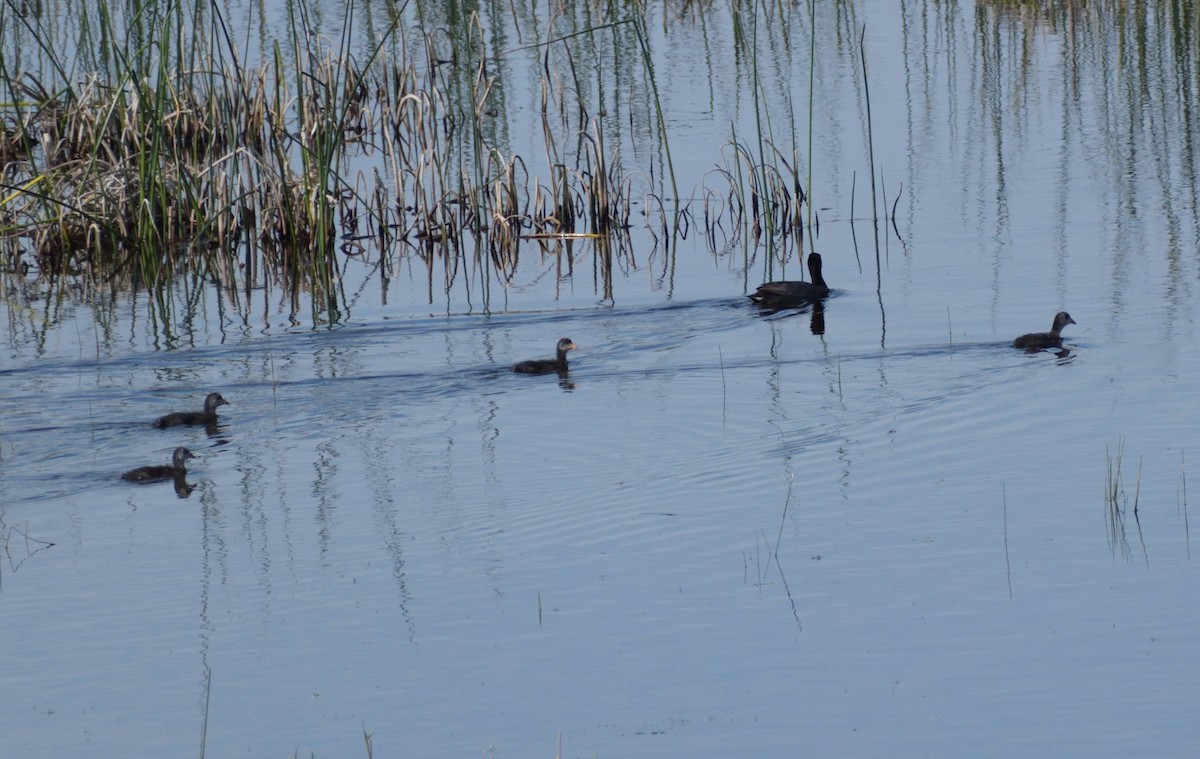 American Coot - Robert Tonge