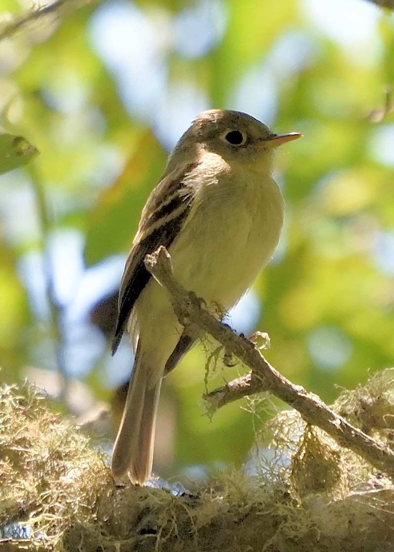 Western Flycatcher (Pacific-slope) - ML601330631