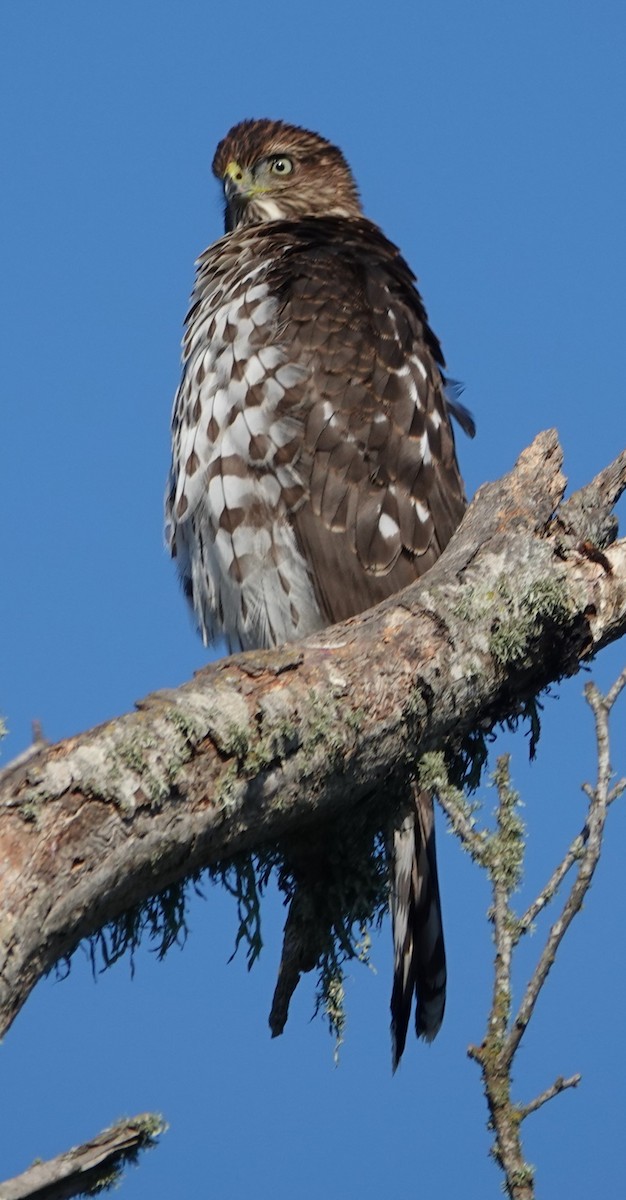 Cooper's Hawk - ML601333131