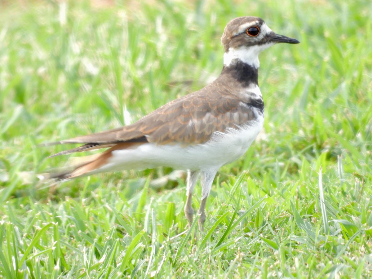 Killdeer - ML601333351