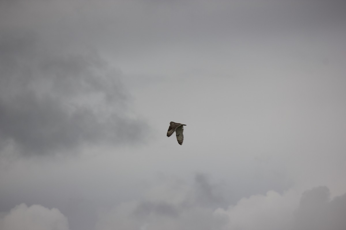 Short-eared Owl - ML601333741