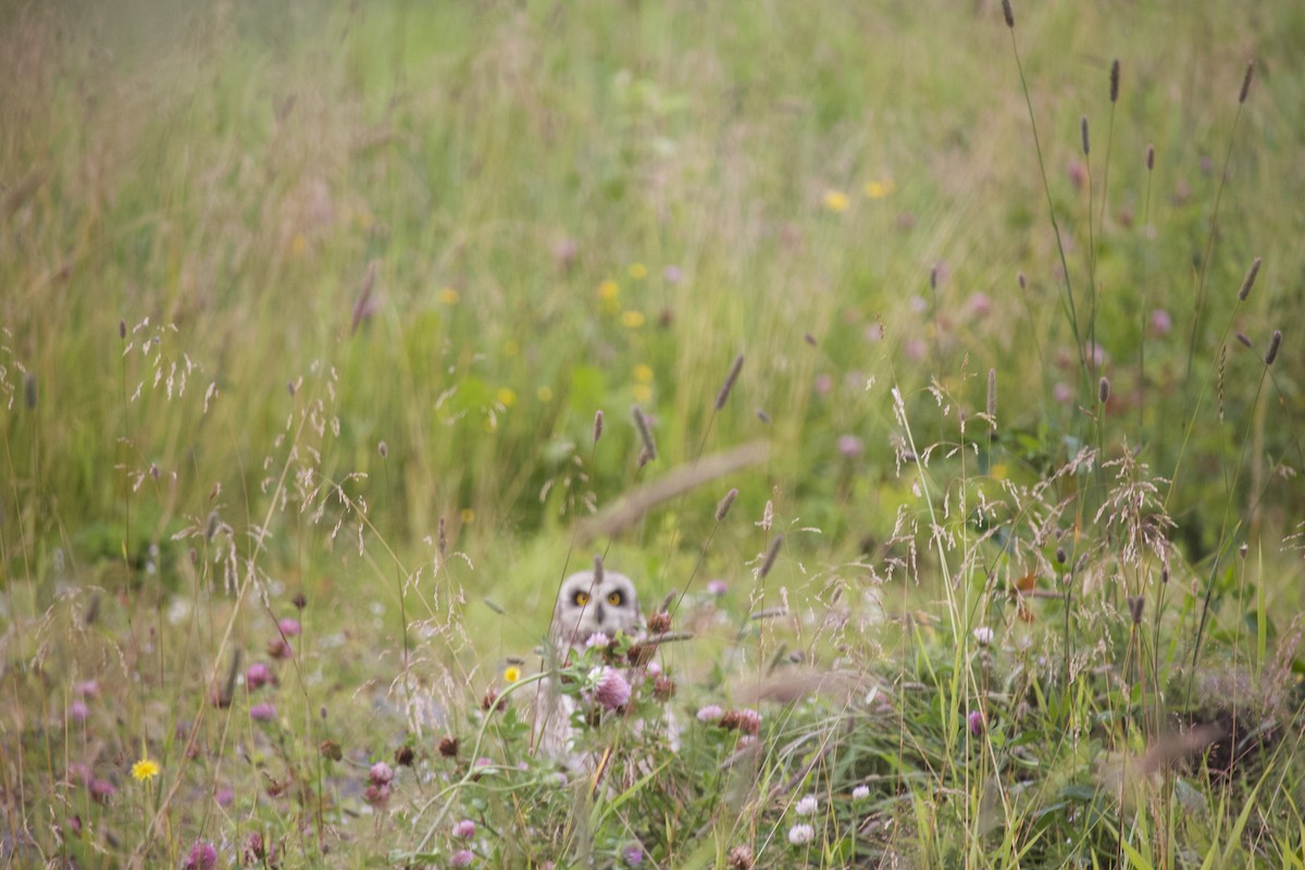 Short-eared Owl - ML601333771