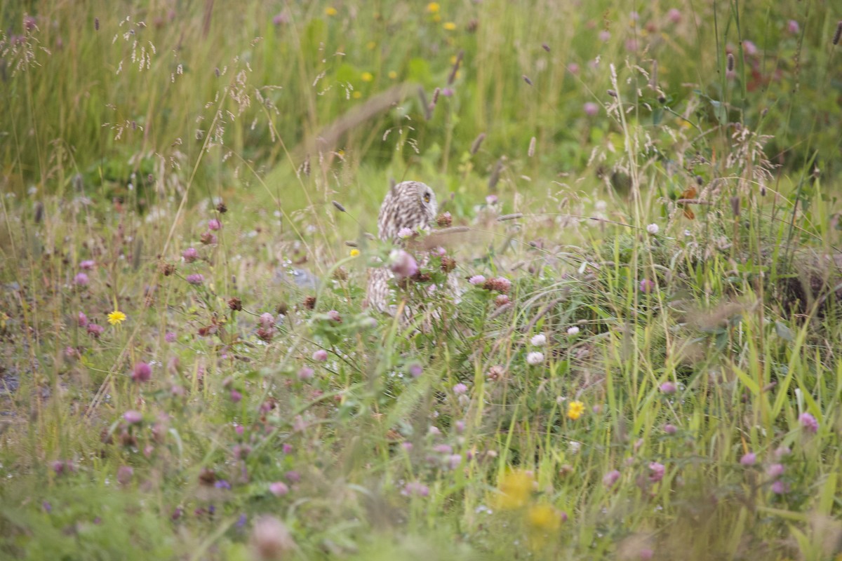 Short-eared Owl - Sean Lyon