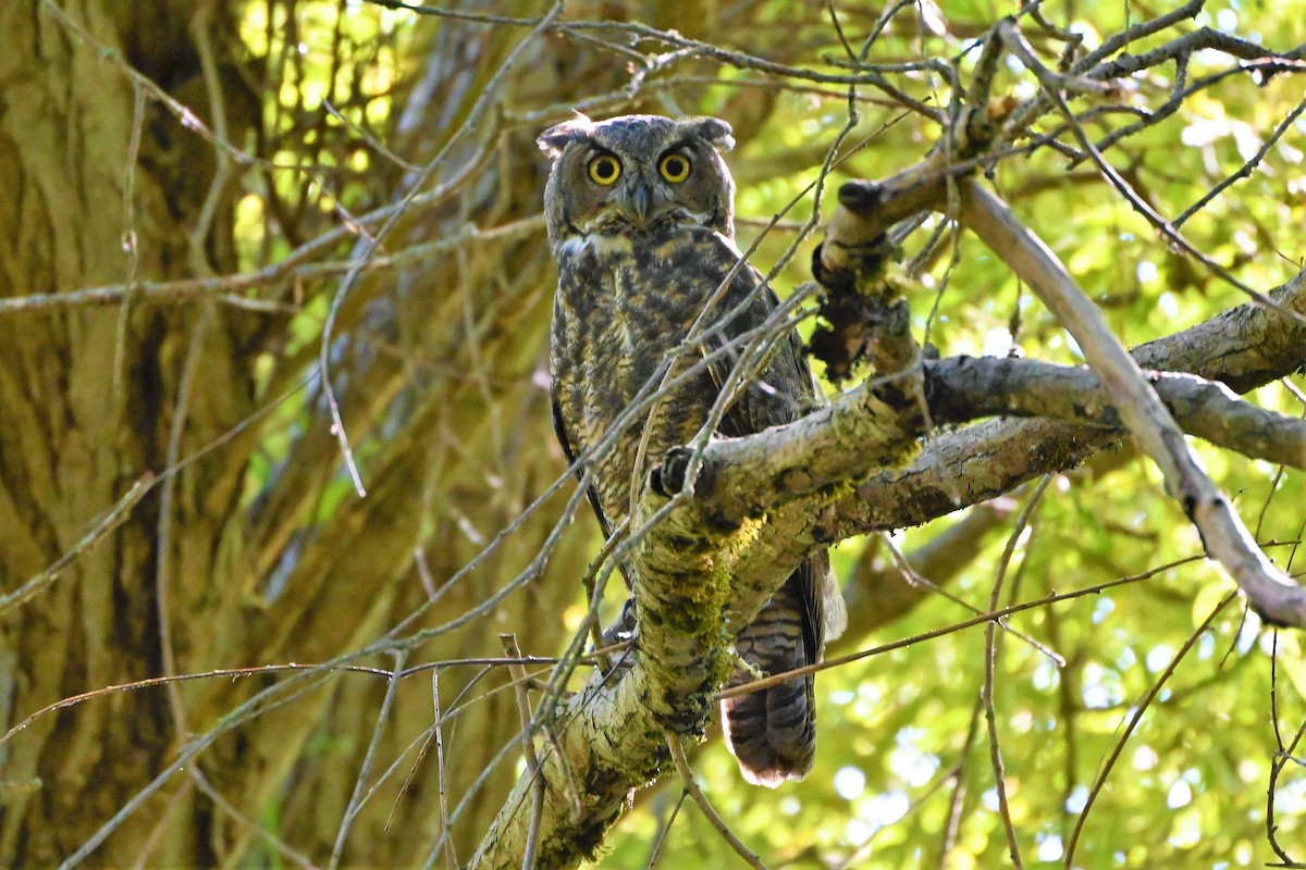 Great Horned Owl - ML601333791