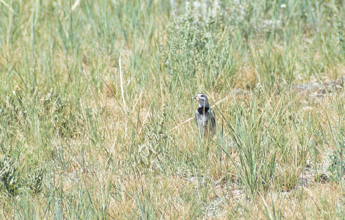 Thick-billed Longspur - ML601334351