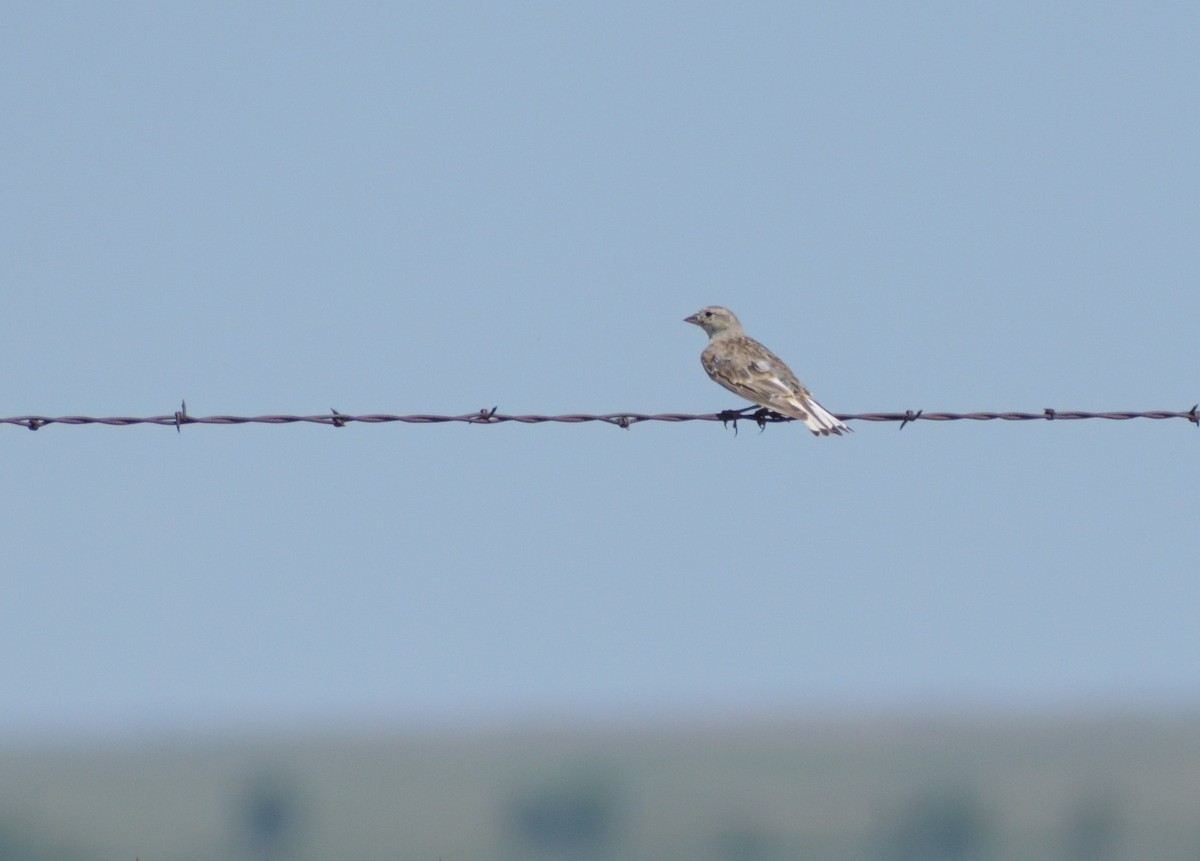 Thick-billed Longspur - ML601334511