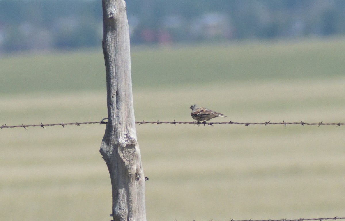 Thick-billed Longspur - ML601334571
