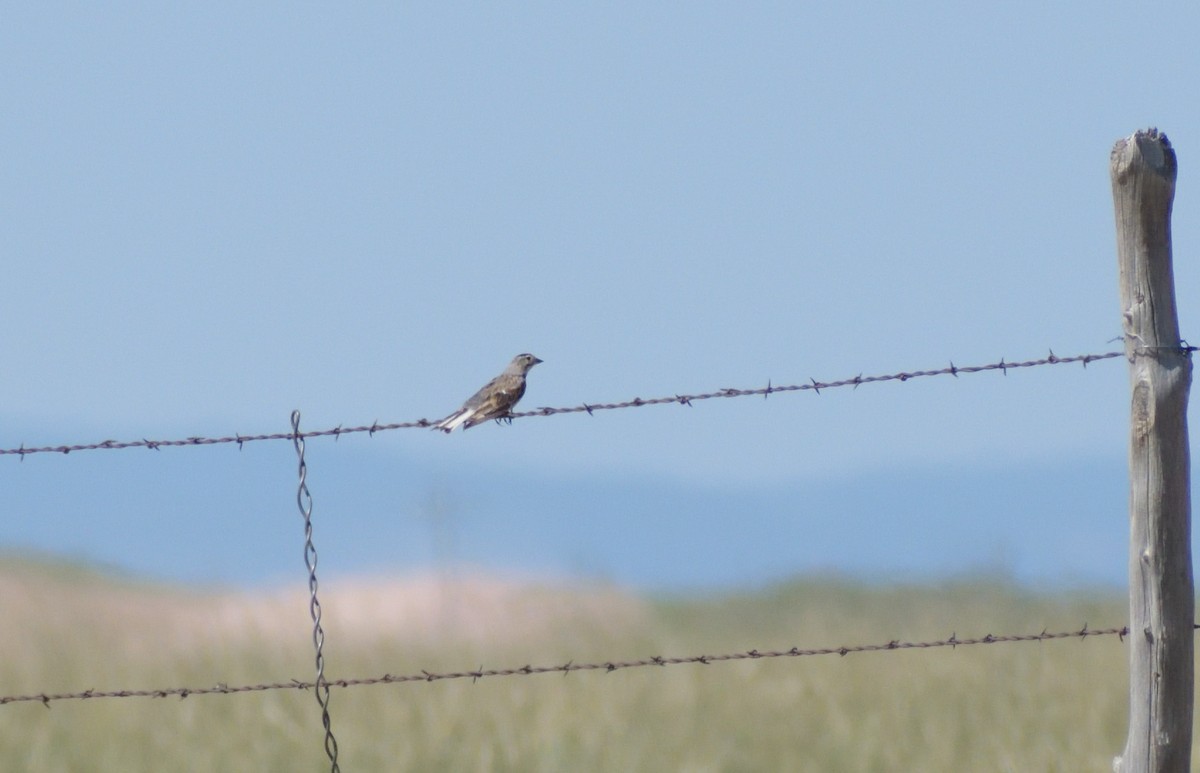 Thick-billed Longspur - ML601334961
